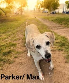 Rescue Black Mouth Cur and Hound Dogs for Adoption in Eloise, Florida - Parker/ Max | PetCurious