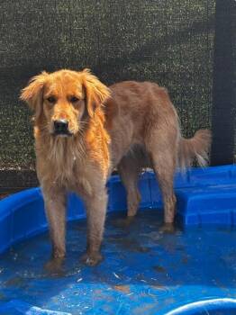 Zoey -  Golden Retriever Dog for Adoption in Aiken, South Carolina - Zoey | PetCurious