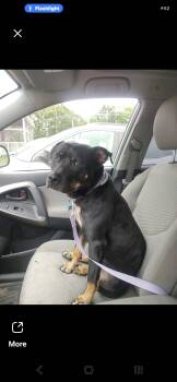 "Spitfire" (nickname) -  Bull Terrier and Black Labrador Retriever Dog for Adoption in Bristol, Vermont - "Spitfire" (nickname) | PetCurious