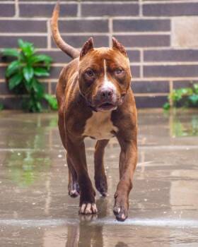 Carmichael -  Mixed Breed Dog for Adoption in Chamblee, Georgia - Carmichael | PetCurious