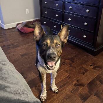 Mojo -  German Shepherd Dog and Australian Cattle Dog Blue Heeler Dog for Adoption in Mooresville, North Carolina - Mojo | PetCurious