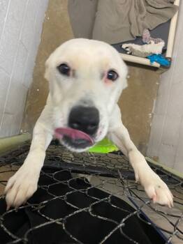 Rescue Mixed Breed Dogs for Adoption in Morgantown, Kentucky - Mia | PetCurious