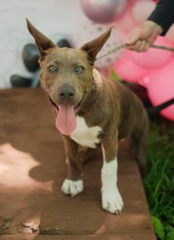 Boxer and German Shepherd Dog Dogs Available for Adoption in Pflugerville, Texas - Oliver | PetCurious