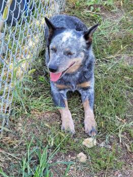 Daisy -  Cattle Dog Dog for Adoption in O