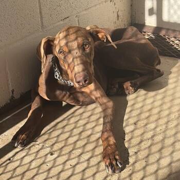 Drewbarry -  Doberman Pinscher Dog for Adoption in Edinburg, Texas - Drewbarry | PetCurious