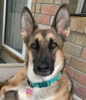 Rescue German Shepherd Dog Dogs for Adoption in Round Rock, Texas - Koda | PetCurious