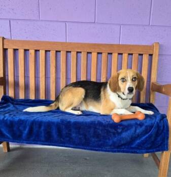 **LEO** -  Beagle Dog for Adoption in North Prairie, Wisconsin - **LEO** | PetCurious