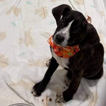 Rescue Hound Dogs for Adoption in Columbia, South Carolina - Chip | PetCurious