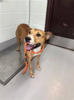 PAWTINA MCBRIDE -  Pit Bull Terrier Dog for Adoption in Corpus Christi, Texas - PAWTINA MCBRIDE | PetCurious