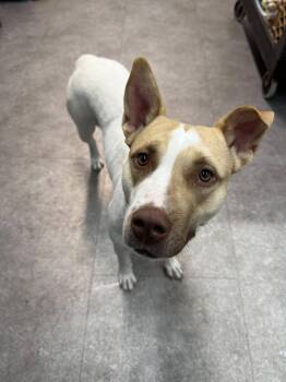 Rescue Pit Bull Terrier and Yellow Labrador Retriever Dogs for Adoption in Delhi, New York - Ivy | PetCurious