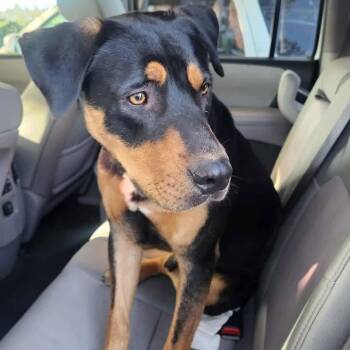 Rescue Rottweiler Dogs for Adoption in Anderson, California - Luffy | PetCurious