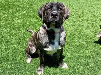 Mastiff Dogs Available for Adoption in San Marcos, California - SAVE ME PLEASE Leonardo A550856 | PetCurious