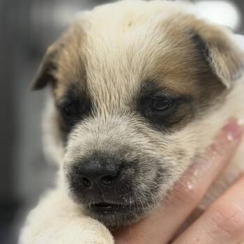 Techno -  Mixed Breed Dog for Adoption in Midland, Texas - Techno | PetCurious