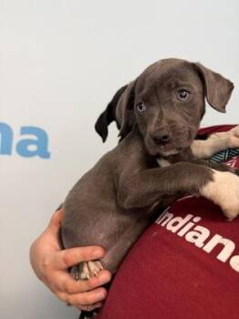 Daphne -  Mixed Breed Dog for Adoption in Munster, Indiana - Daphne | PetCurious