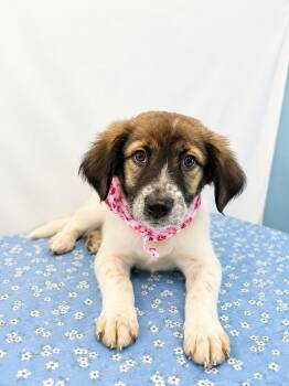 Bubbles -  Australian Shepherd Dog for Adoption in Dallas, Texas - Bubbles | PetCurious
