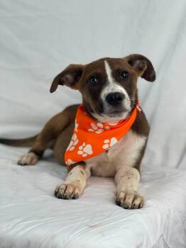 Scratchy the mixed breed puppy -  American Staffordshire Terrier and Boxer Dog for Adoption in Muskego, Wisconsin - Scratchy The Mixed Breed Puppy | PetCurious