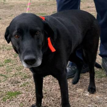 Black Labrador Retriever Dogs Available for Adoption - Tally | PetCurious