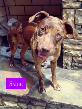 Catahoula Leopard Dog Dogs Available for Adoption - Sadie  | PetCurious