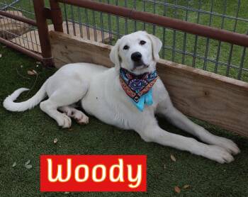 Woody -  Labrador Retriever and Great Pyrenees Dog for Adoption in Fort Worth, Texas - Woody | PetCurious