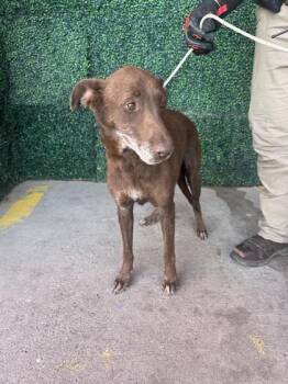 Retriever and Shepherd Dogs Available for Adoption in El Paso, Texas - 60868321 | PetCurious