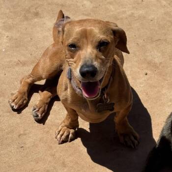Dachshund and Mixed Breed Dogs Available for Adoption in Pelham, New Hampshire - Luna  | PetCurious