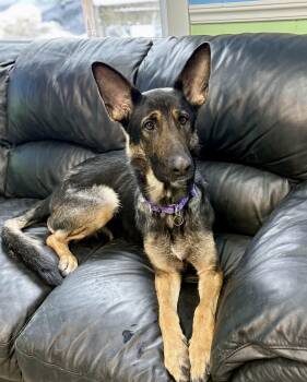 German Shepherd Dog Dogs Available for Adoption - Freya | PetCurious