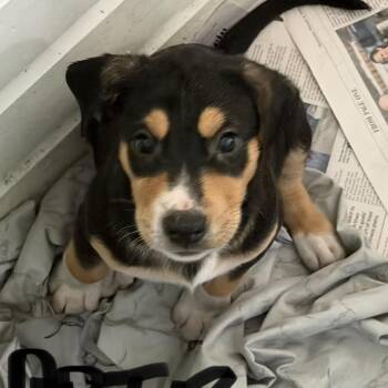NY Artie Avail Jul 25 (4H Putnam County Fair Carmel NY) -  Yellow Labrador Retriever and Golden Retriever Dog for Adoption in Eastford, Connecticut - NY Artie Avail Jul 25 (4H Putnam County Fair Carmel NY) | PetCurious