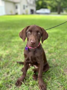 Birkan -  Chocolate Labrador Retriever and Mixed Breed Dog for Adoption in Aiken, South Carolina - Birkan | PetCurious