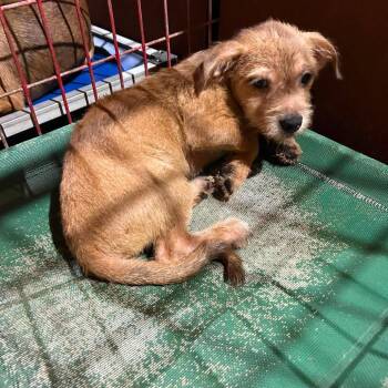 Ester -  Terrier Dog for Adoption in Madill, Oklahoma - Ester | PetCurious