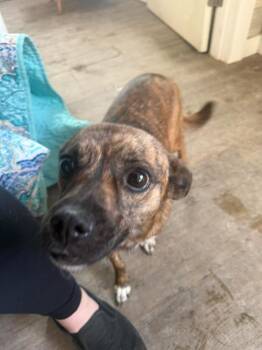 Pumpkin -  Dachshund Dog Available for Adoption in Winchester, Indiana - Pumpkin | PetCurious