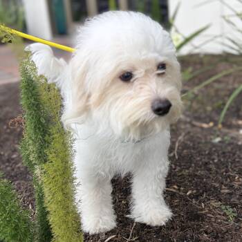 Maltese and Coton De Tulear Dogs Available for Adoption in Houston, Texas - Rocco-A Journey Home | PetCurious