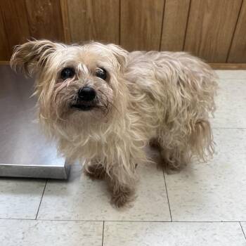 Mixed Breed Dogs Available for Adoption - Elmer | PetCurious