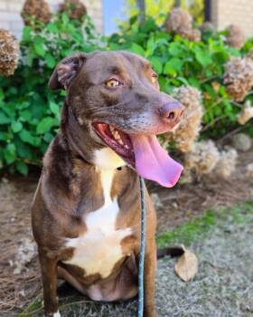 Jolene -  Mixed Breed Dog Available for Adoption in Douglasville, Georgia - Jolene | PetCurious