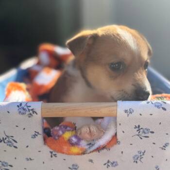 Chandler -  Mixed Breed Dog for Adoption in Buffalo, Minnesota - Chandler | PetCurious