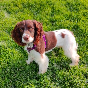 Cocker Spaniel Dogs Available for Adoption in Minneapolis, Minnesota - Sunkist | PetCurious