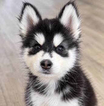 Maui -  Husky Dog for Adoption in Sumter, South Carolina - Maui | PetCurious