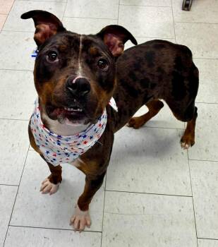 Roo --Courtesy Post. Out of town pet. See below for details-- -  Pit Bull Terrier Dog for Adoption in Eagle, Idaho - Roo --Courtesy Post. Out Of Town Pet. See Below For Details-- | PetCurious