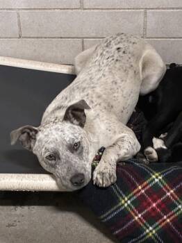 Australian Cattle Dog Blue Heeler Dogs Available for Adoption in Stockton, California - LILA | PetCurious
