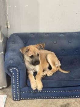 Terrier and Mixed Breed Dogs Available for Adoption in Fort Worth, Texas - Phillip | PetCurious