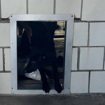 Nina -  German Shepherd Dog Dog for Adoption in Starkville, Mississippi - Nina | PetCurious