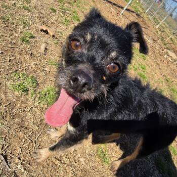 DIEGO -  Cairn Terrier and Pug Dog for Adoption in Athens, Alabama - DIEGO | PetCurious