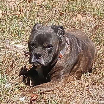 Poochie -  American Bulldog and Boxer Dog for Adoption in Spring Hill, Kansas - Poochie | PetCurious