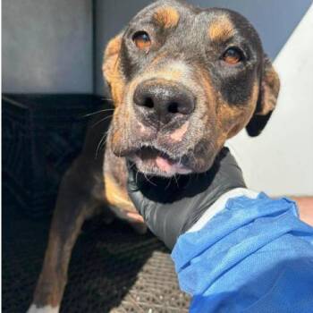 Roxy -  Mixed Breed Dog for Adoption in Buffalo, Minnesota - Roxy | PetCurious
