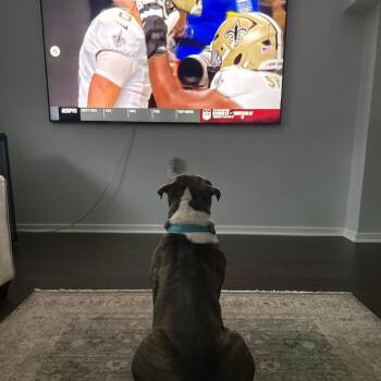 Pit Bull Terrier Dogs Available for Adoption - Dwayne Johnson "DJ" | PetCurious