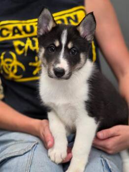 Echo -  Collie Dog for Adoption in Carthage, Missouri - Echo | PetCurious