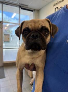 STANLEY -  Pug Dog for Adoption in San Antonio, Texas - STANLEY | PetCurious