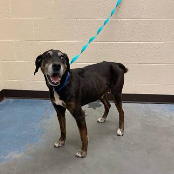 Mixed Breed Dogs Available for Adoption - Louie | PetCurious