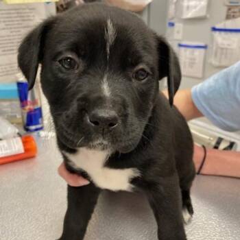 Bounty -  Shepherd and Pit Bull Terrier Dog for Adoption in Spokane, Washington - Bounty | PetCurious