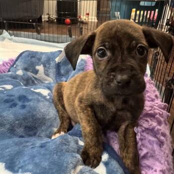 Catfish -  Labrador Retriever and Mixed Breed Dog for Adoption in North Charleston, South Carolina - Catfish | PetCurious