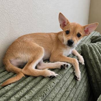 Muriel (Benefactor Puppy) -  Chihuahua and Terrier Dog for Adoption in Abbotsford, British Columbia - Muriel (Benefactor Puppy) | PetCurious